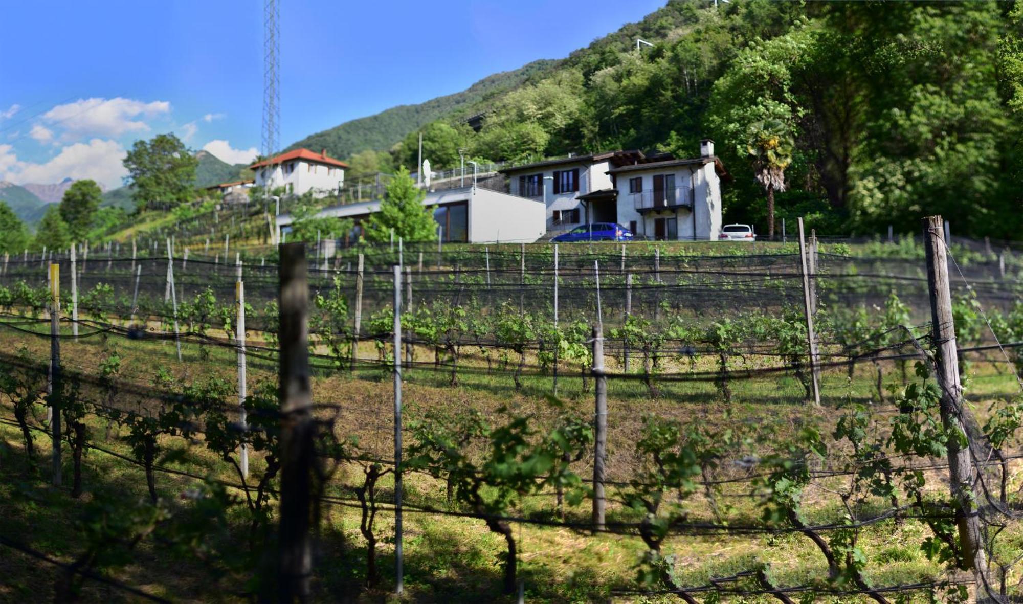Viva Bacco Bed & Breakfast Gambarogno Exterior photo